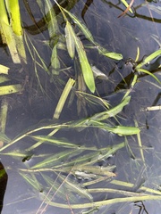 Potamogeton alpinus