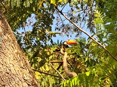 Ramphastos toco