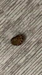 Ixodidae
