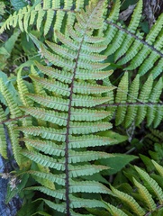 Dryopteris zayuensis