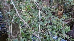 Ilex decidua