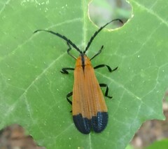 Calopteron terminale