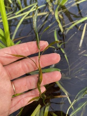 Potamogeton zosteriformis