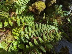 Dryopteris acutodentata