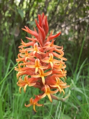 Dichromanthus cinnabarinus