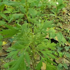 Rudbeckia laciniata