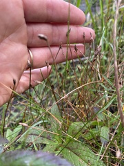 Eleocharis intermedia