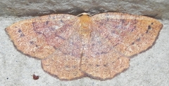 Apodrepanulatrix liberaria