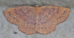Apodrepanulatrix liberaria