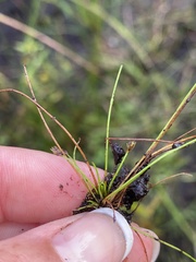 Eleocharis intermedia