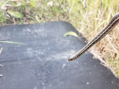 Thamnophis radix
