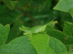 Sphenarium