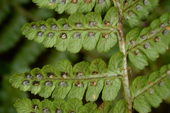 Dryopteris acutodentata