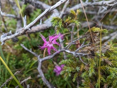 Dianthus pygmaeus