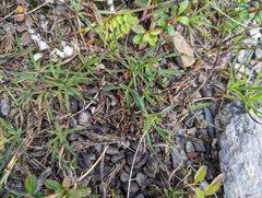 Dianthus pygmaeus