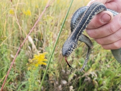 Thamnophis radix