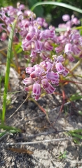 Lachenalia magentea