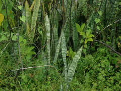 Sansevieria