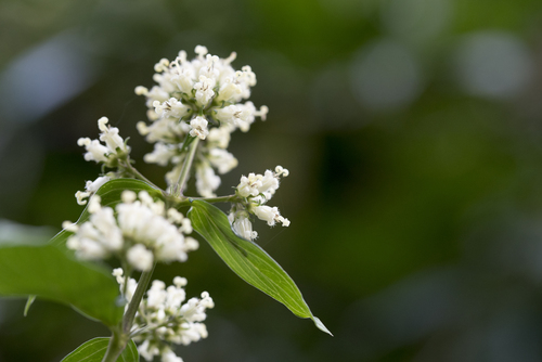 Image of Oldenlandia hedyotidea by (c) Licheng Shih, some rights reserved (CC BY)