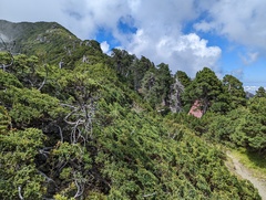 Juniperus morrisonicola