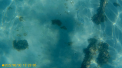 Sparus auratus