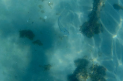 Sparus auratus