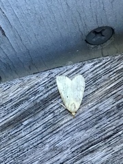 Maliattha synochitis