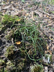 Equisetum scirpoides
