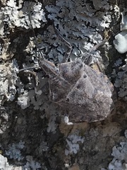 Peltasticus punctatus