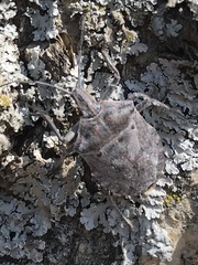 Peltasticus punctatus