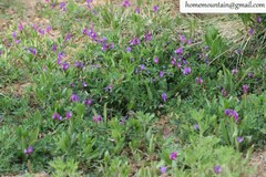 Vicia bungei