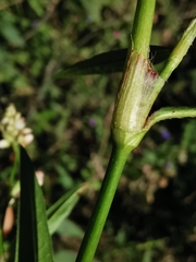 Persicaria maculosa