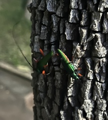 Plinthocoelium chilense