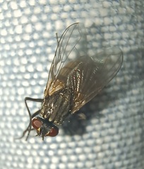 Musca domestica