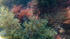 Ericaria selaginoides