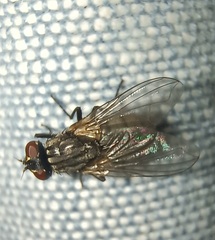 Musca domestica