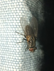 Musca domestica