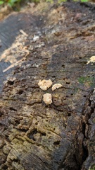 Trichoderma