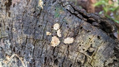 Trichoderma