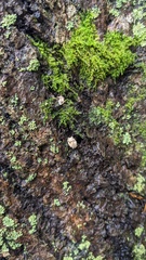 Trichoderma