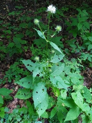 Dipsacus pilosus