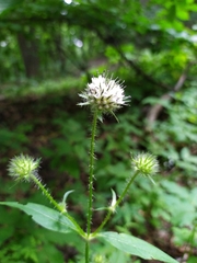 Dipsacus pilosus