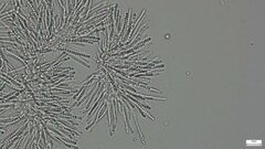 Trichoderma