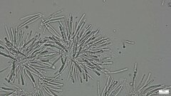 Trichoderma