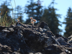 Potentilla villosa