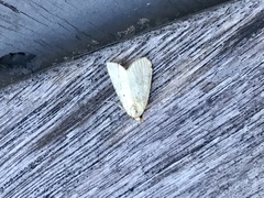 Maliattha synochitis