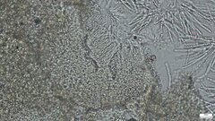 Trichoderma