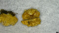 Trichoderma