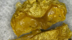 Trichoderma