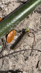 Anisota virginiensis